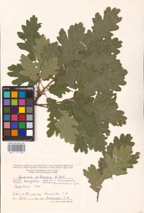 Quercus pubescens Willd. , nom. cons., Eastern Europe, Moldova (E13a) (Moldova)