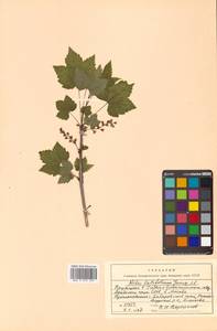 Ribes latifolium Jancz., Siberia, Russian Far East (S6) (Russia)