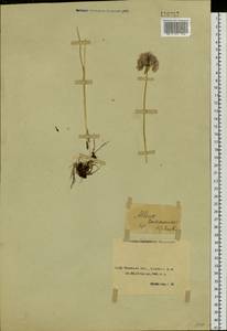 Allium maximowiczii Regel, Siberia, Baikal & Transbaikal region (S4) (Russia)