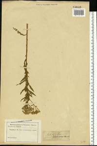Achillea ptarmica subsp. ptarmica, Eastern Europe, Lower Volga region (E9) (Russia)