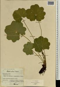 Alchemilla ventiana V. N. Tikhom., Eastern Europe, Middle Volga region (E8) (Russia)