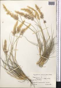 Enneapogon persicus Boiss., Middle Asia, Kopet Dag, Badkhyz, Small & Great Balkhan (M1) (Turkmenistan)