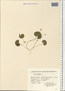 Viola biflora L., Siberia, Baikal & Transbaikal region (S4) (Russia)