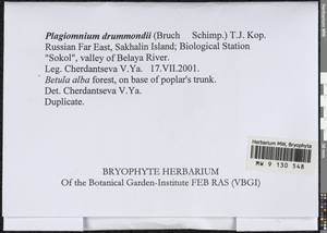 Plagiomnium drummondii (Bruch & Schimp.) T.J. Kop., Bryophytes, Bryophytes - Russian Far East (excl. Chukotka & Kamchatka) (B20) (Russia)