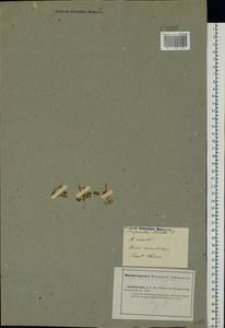 Medicago medicaginoides (Retz.)E.Small, Middle Asia, Caspian Ustyurt & Northern Aralia (M8) (Kazakhstan)