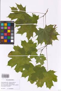 Acer platanoides L., Eastern Europe, Middle Volga region (E8) (Russia)