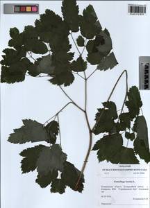 Actaea cimicifuga L., Siberia, Altai & Sayany Mountains (S2) (Russia)