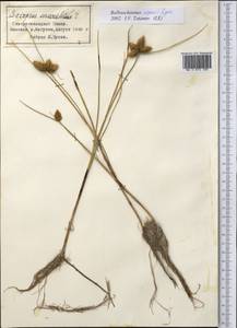 Bolboschoenus maritimus subsp. affinis (Roth) T.Koyama, Middle Asia, Pamir & Pamiro-Alai (M2) (Tajikistan)