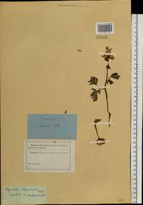 Corydalis bracteata (Steph.) Pers., Siberia, Altai & Sayany Mountains (S2) (Russia)