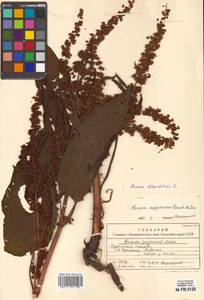 Rumex obtusifolius L., Siberia, Russian Far East (S6) (Russia)