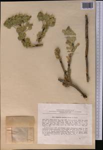 Euphorbia spinidens Bornm. ex Prokh., Middle Asia, Pamir & Pamiro-Alai (M2) (Uzbekistan)
