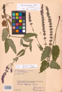 MHA 0 156 419_2, Salvia dumetorum × nemorosa, Eastern Europe, Lower Volga region (E9) (Russia)
