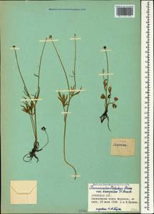 Ranunculus kotschyi Boiss., Caucasus, Armenia (K5) (Armenia)