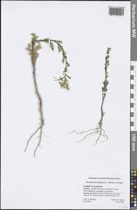 Descurainia sophia (L.) Webb ex Prantl, South Asia, South Asia (Asia outside ex-Soviet states and Mongolia) (ASIA) (Turkey)