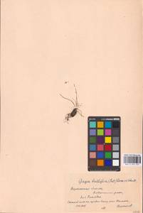Gagea bulbifera (Pall.) Salisb., Eastern Europe, Central forest-and-steppe region (E6) (Russia)