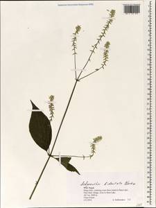 Achyranthes bidentata Blume, South Asia, South Asia (Asia outside ex-Soviet states and Mongolia) (ASIA) (Nepal)