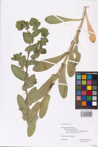 MHA 0 153 847, Cerinthe minor L., Eastern Europe, Central forest-and-steppe region (E6) (Russia)