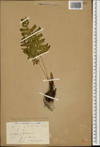 Dryopteris filix-mas (L.) Schott, Caucasus, Stavropol Krai, Karachay-Cherkessia & Kabardino-Balkaria (K1b) (Russia)