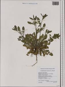 Arabidopsis arenosa (L.) Lawalrée, Western Europe (EUR) (Poland)