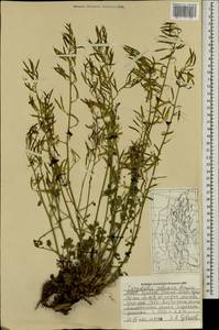 Corydalis adunca Maxim., Mongolia (MONG) (Mongolia)