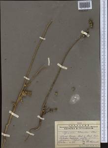 Spinacia oleracea subsp. turkestanica (Iljin) Del Guacchio & P. Caputo, Middle Asia, Muyunkumy, Balkhash & Betpak-Dala (M9) (Kazakhstan)