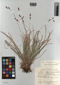 KUZ 002 347, Carex sabynensis Less. ex Kunth, Siberia, Altai & Sayany Mountains (S2) (Russia)