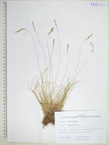 Festuca rubra L., Siberia, Russian Far East (S6) (Russia)