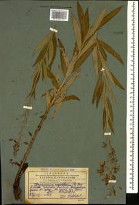 Chamaenerion angustifolium (L.) Scop., Caucasus, Georgia (K4) (Georgia)