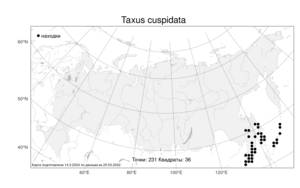 Taxus cuspidata Siebold & Zucc., Atlas of the Russian Flora (FLORUS) (Russia)