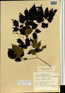 Actaea asiatica H. Hara, South Asia, South Asia (Asia outside ex-Soviet states and Mongolia) (ASIA) (Japan)