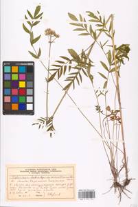 Valeriana dubia Bunge, Eastern Europe, Moscow region (E4a) (Russia)