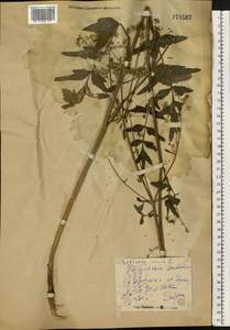 Pastinaca sativa L., Eastern Europe, Middle Volga region (E8) (Russia)