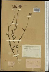 Leucanthemum vulgare Lam., Siberia (no precise locality) (S0) (Russia)