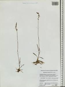 Spiranthes sinensis (Pers.) Ames, Siberia, Russian Far East (S6) (Russia)
