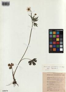 Ranunculus grandifolius C. A. Mey., Siberia, Altai & Sayany Mountains (S2) (Russia)