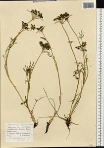 Peucedanum vaginatum Ledeb., Siberia, Baikal & Transbaikal region (S4) (Russia)