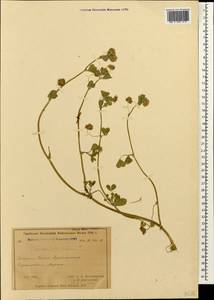 Trifolium resupinatum L., Caucasus, Azerbaijan (K6) (Azerbaijan)