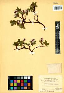 Salix berberifolia subsp. fimbriata A. K. Skvortsov, Siberia, Baikal & Transbaikal region (S4) (Russia)