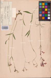 Silene flos-cuculi (L.) Greuter & Burdet, Eastern Europe, Middle Volga region (E8) (Russia)