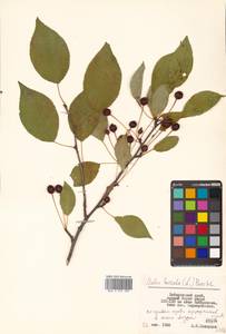 Malus baccata (L.) Borkh., Siberia, Russian Far East (S6) (Russia)