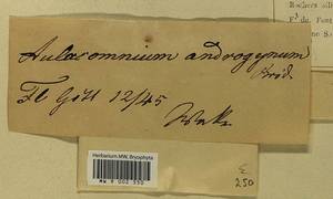Aulacomnium androgynum (Hedw.) Schwägr., Bryophytes, Bryophytes - Western Europe (BEu) (Germany)