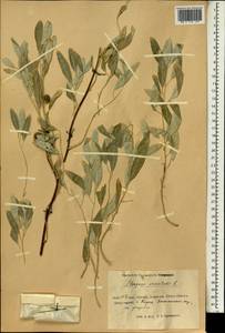 Elaeagnus angustifolia subsp. orientalis (L.) Soják, South Asia, South Asia (Asia outside ex-Soviet states and Mongolia) (ASIA) (China)