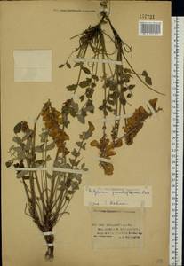 Hedysarum grandiflorum Pall., Eastern Europe, Lower Volga region (E9) (Russia)