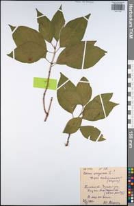 Cornus sanguinea L., Eastern Europe, Central region (E4) (Russia)