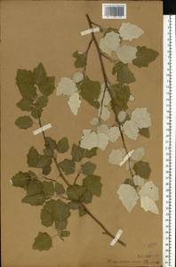Populus alba L., Eastern Europe, Central forest-and-steppe region (E6) (Russia)
