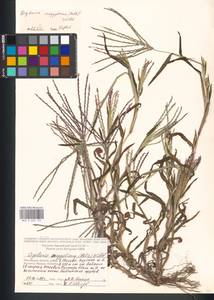 Digitaria sanguinalis (L.) Scop., Eastern Europe, Moscow region (E4a) (Russia)