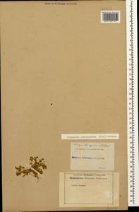 Trigonella coerulescens (M.Bieb.) Halácsy, Caucasus, Azerbaijan (K6) (Azerbaijan)