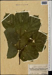 Heracleum ponticum (Lipsky) Schischk. ex Grossh., Caucasus, Krasnodar Krai & Adygea (K1a) (Russia)