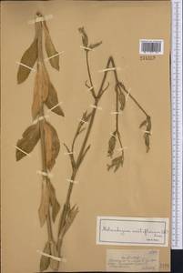 Silene noctiflora L., Middle Asia, Dzungarian Alatau & Tarbagatai (M5) (Kazakhstan)