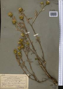 Cousinia leiocephala (Regel) Juz., Middle Asia, Western Tian Shan & Karatau (M3) (Kyrgyzstan)